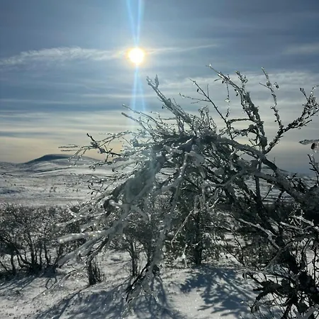 Mountain By Femunden Facing Solen *